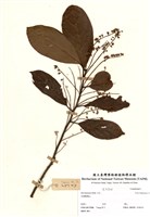 藏品(鼠刺)的圖片